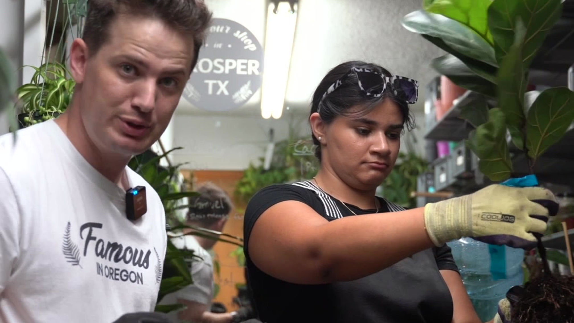Fiddle Leaf Report